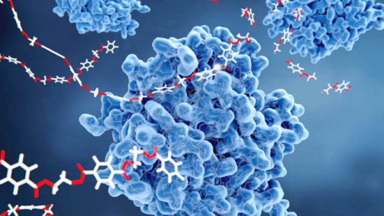 The Increased Demand For Enzymes In The Pharmaceutical Industry To Production For Effective Medications Is Expected To Drive The Enzymes Market Forward.