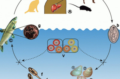 Clonorchiasis Market 2021 Industry Future Growth, Key Player Analysis and Forecast 2028