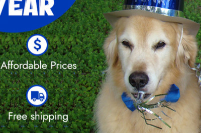 Get exciting New year discounts on BargaiPetProducts for all pet supplies
