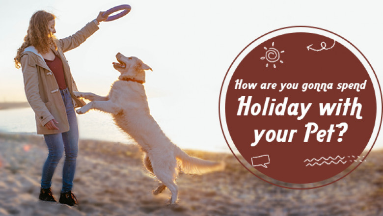 https://www.vetsupply.com.au/blog/how-are-you-gonna-spend-holiday-with-your-pet/