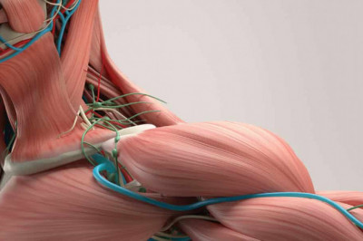 Muscular Dystrophy Treatment Market is expected to increase demand