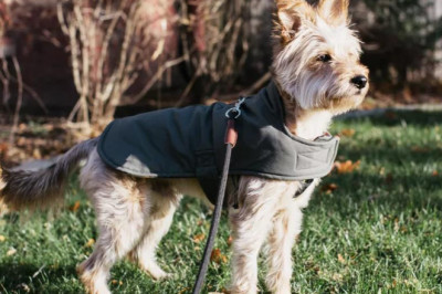 Should I Put a Winter Coat on My Dog?
