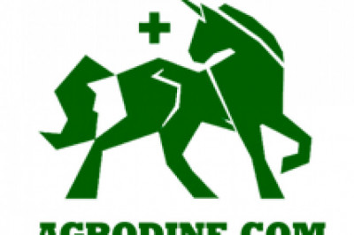 Buy CBD Oil For Dogs – Factors To Consider