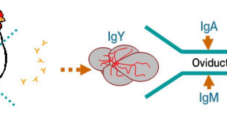 Global IGY Polyclonal Antibodies Market 2021: Focusing on Leading Vendors like | Merck, IGY Life Sciences, Abcam
