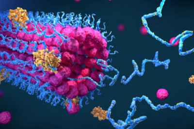 In-depth Analysis on Functional Proteins Market 2021 Focusing on key Players like Cargill, Ingredion