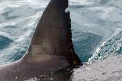 White Shark Explorers