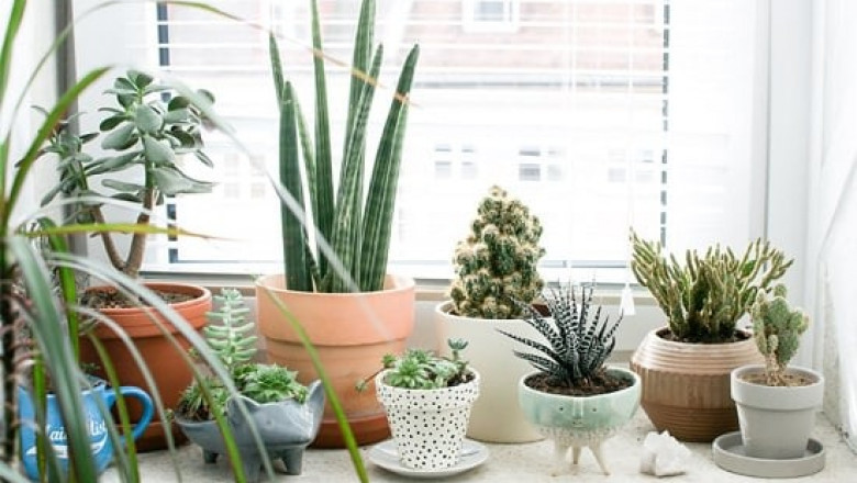 4 winter houseplants you may need to know