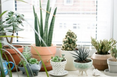 4 winter houseplants you may need to know