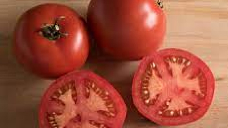 Tomato Seed Market report summarizes top key players overview as Syngenta AG, Enza Zaden, Sakata Seed Corporation