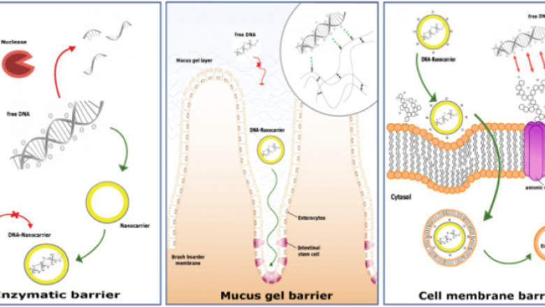 Nucleic Acid Based Drugs Market Company Business Analysis, Industry Synopsis, Business Outlook 2022 to 2028