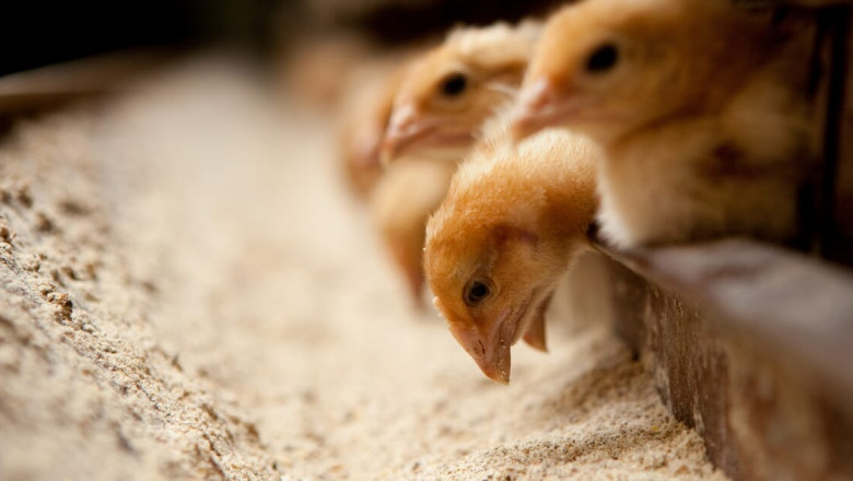 The Importance Of Poultry Feed