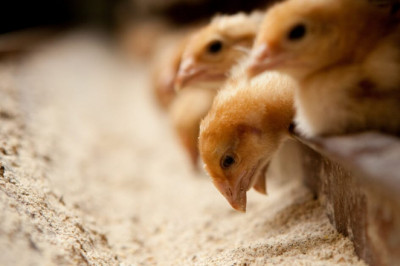 The Importance Of Poultry Feed