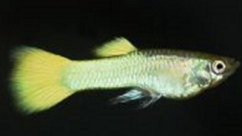 Aquarium Fish Online Delivery India | Bunnycart.com