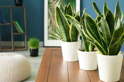 Why are Snake Plants Considered the Hardiest Indoor Plant?