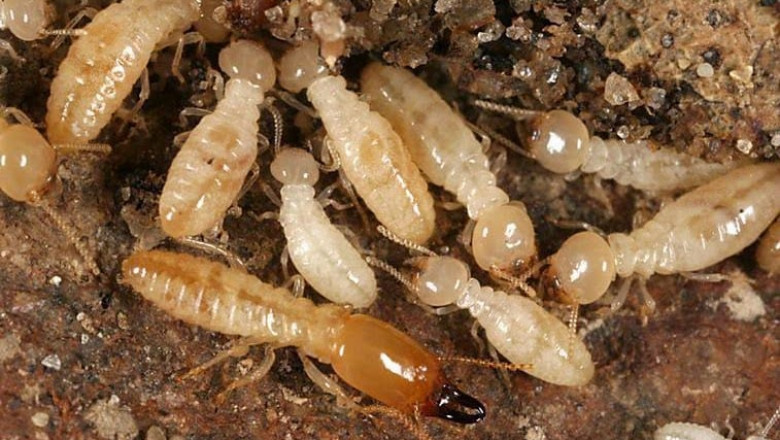 By Control Method, The Termite Control Market Has Been Divided Into Chemical, Mechanical & Physical, Biological, And Other Methods