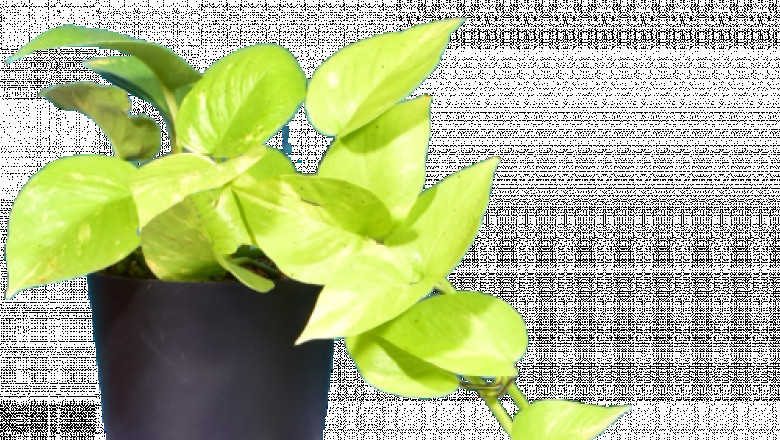 Check Out The Facts Of Money Plants You Should Know