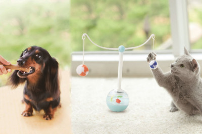 The Growing Preference For New Technologies Is Expected To Fuel The Growth Of The Companion Animal Drugs Market Over The Forecast Period