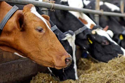 Animal Feed Micronutrient Market is Booming Worldwide with Top Key Players like Nutreco N.V.,Balchem Corporation