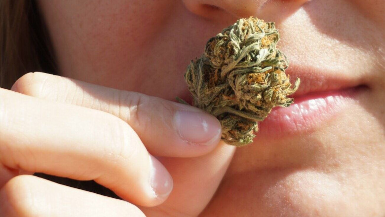 Benefits of Hemp Buds