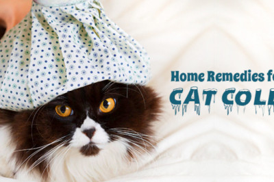 Home Remedies For Cat Colds | DiscountPetCare