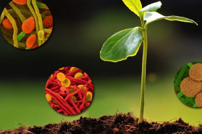 In-depth Analysis on Biostimulants Market 2021 Focusing on key Players like BASF SE,Syngenta