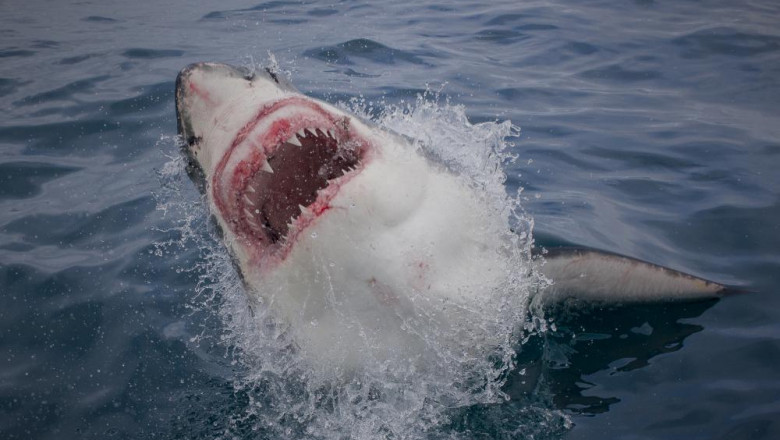 White Shark Adventures