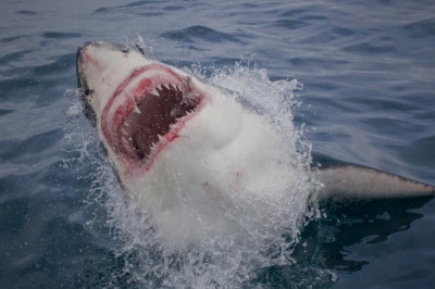 White Shark Adventures