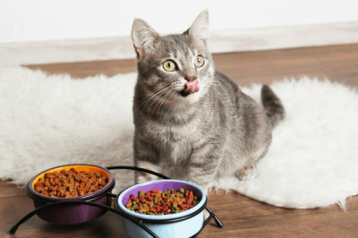 Global Cat Wet Food Market Outlook