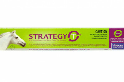 Buy Strategy T Paste For Horses 35 ML | DiscountPetCare