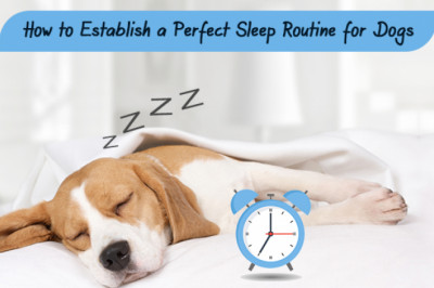 How To Establish A Perfect Sleep Routine For Dogs