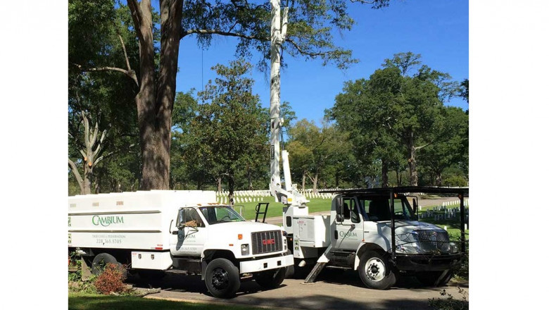 Tree Service Biloxi MS