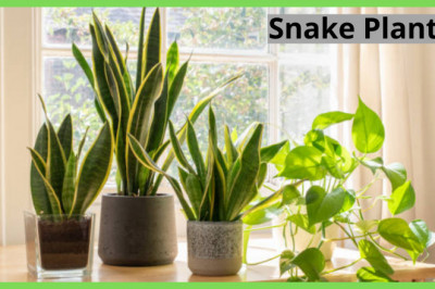 3 Must-Have Reasons for a Snake Plant