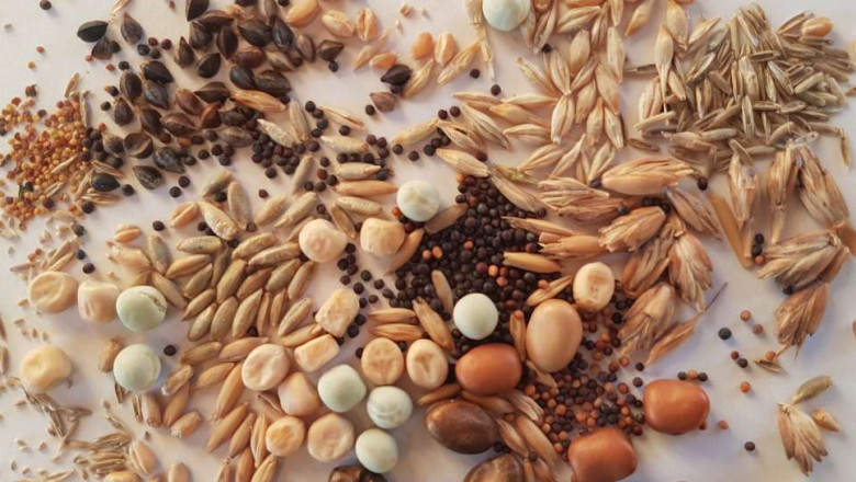 Forage Seed Market By Product Segment (Alfalfa, Clover, Ryegrass, Chicory), Livestock Type (Poultry, Cattle, Pork/Swine) & Region - Forecast to 2013 – 2020