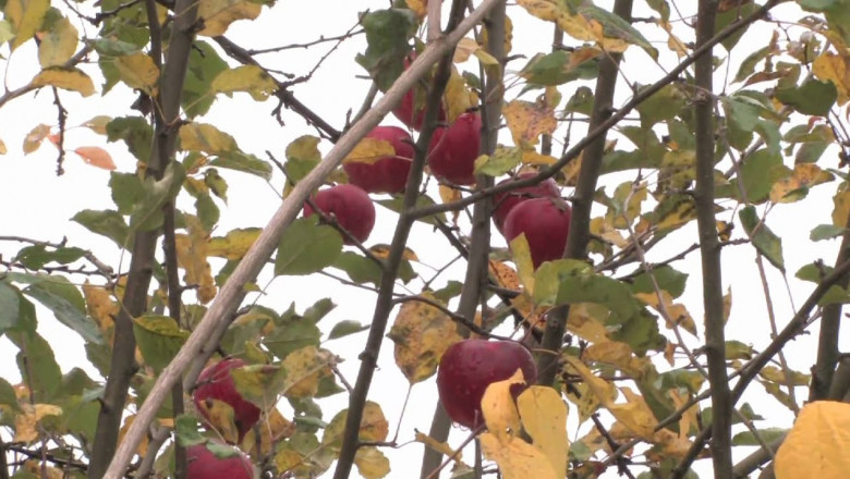 What To Do After Spotting An Infected Tree In Your Lawn?