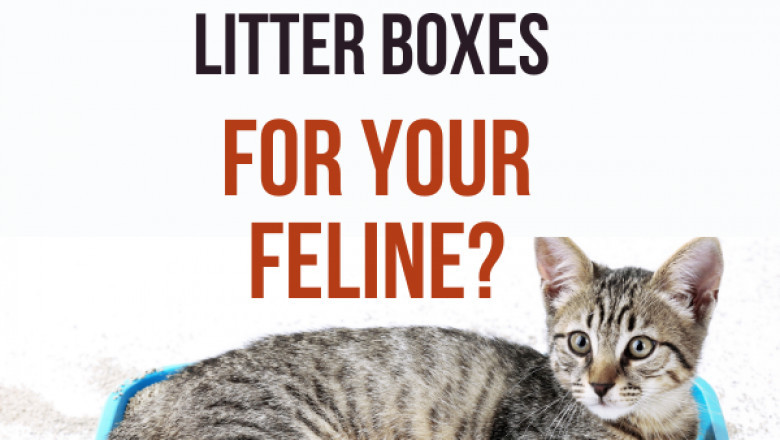 How To Choose The Most Suitable Cat Litter Boxes For Your Feline?