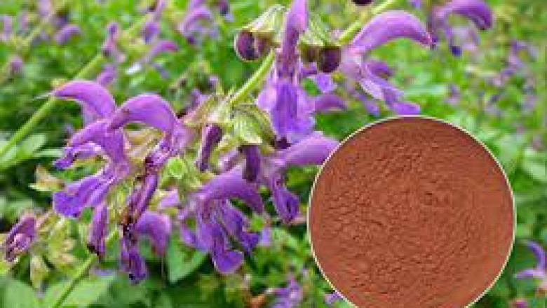 Salvia Miltiorrhiza (Danshen) Extracts Market Expansion Strategies Set to Generate Substantial Revenue in the Near Future