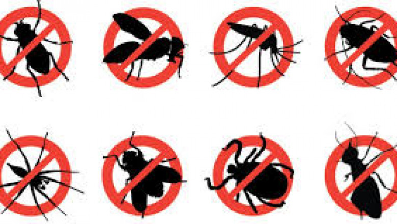 How to Obtain Ideal Pest Control Services?
