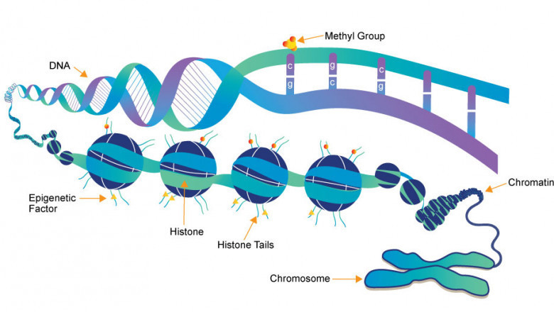 Epigenetics Market 2021 | Company Growth Production Analysis, Supply-Demand, Share and Size Elements and Recent Developments