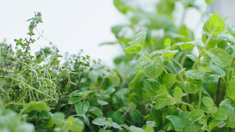 Phytogenic Feed Additives Market insights offered in a recent report | Natural Remedies, Silvateam