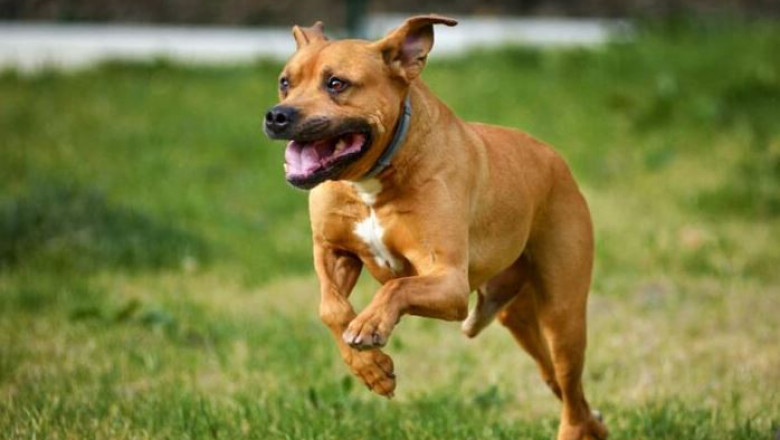 What Type of vitamin E is best for dogs?