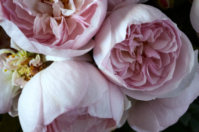 Nicky Ryan Australia