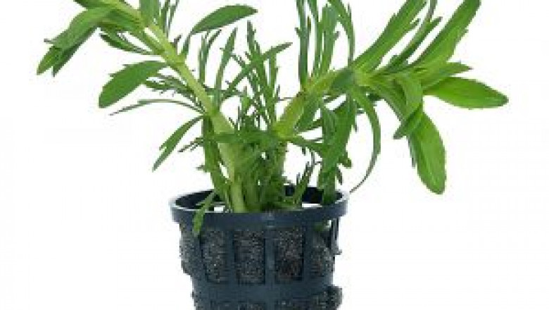 Oceanic Plants For the Best Look of Ponds