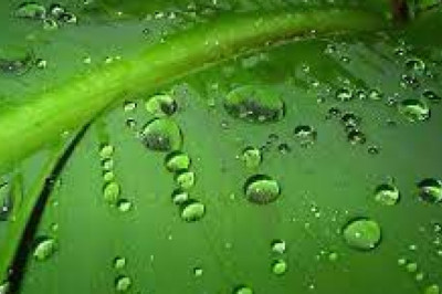 Pesticide Adjuvants market Future Growth Explored In Latest Research Report By 2027 | BASF SE, Akzo Nobel N.V.