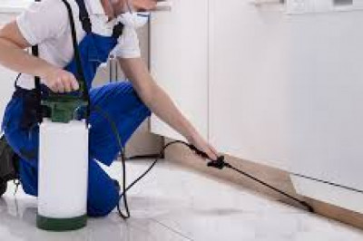 What To Ask When Working with Pest Control Company?