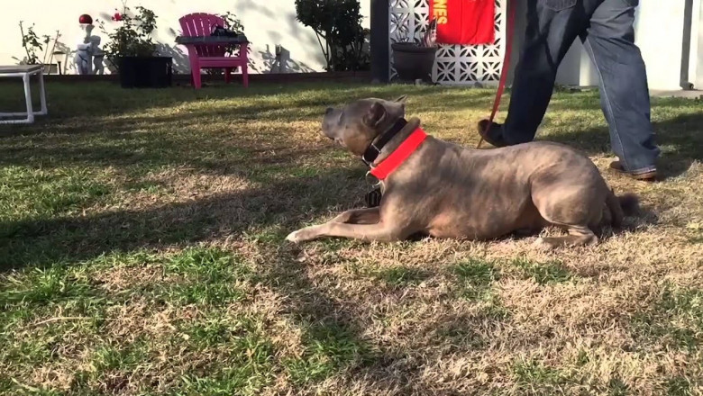 Read All Information About the dog training