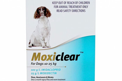 Buy Moxiclear for Medium Dogs 10-25 Kg Teal Pack