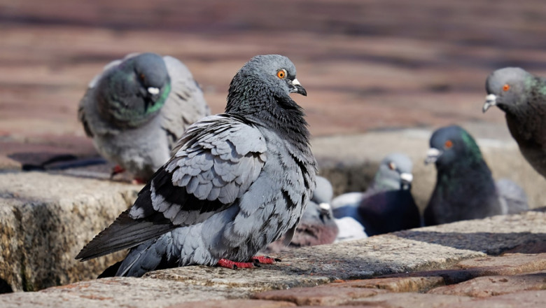 Simcoe Muskoka Wildlife Removal: Helping Locals Fight Home Extreme Home Infestations