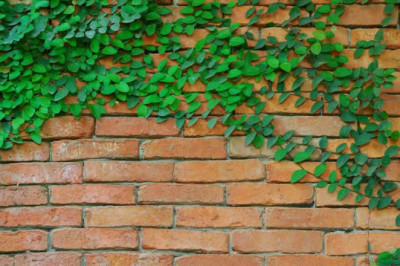 6 Best Climber Plants for Your Garden to Support Your Planting Needs.