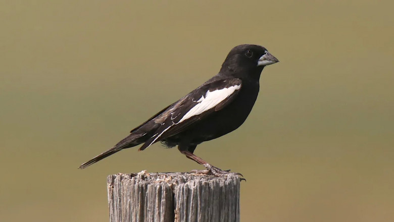 What is the State Bird of Colorado? (And Why?)