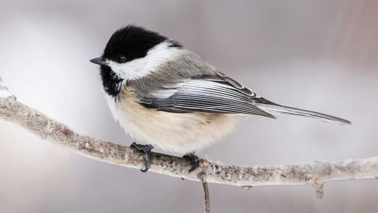 What is the State Bird of Massachusetts? (And Why?)